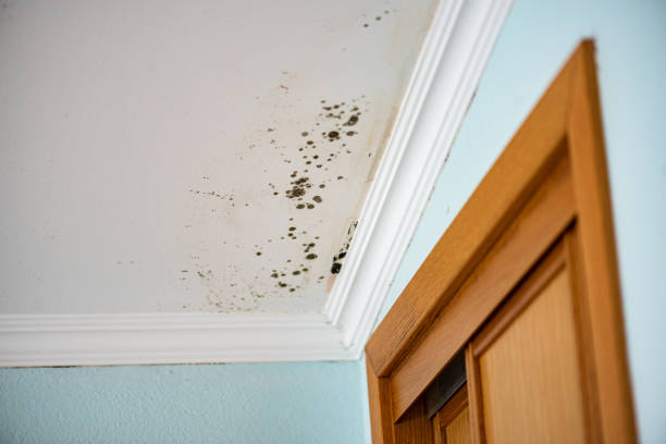 Best Attic Mold Removal  in Dellwood, MO