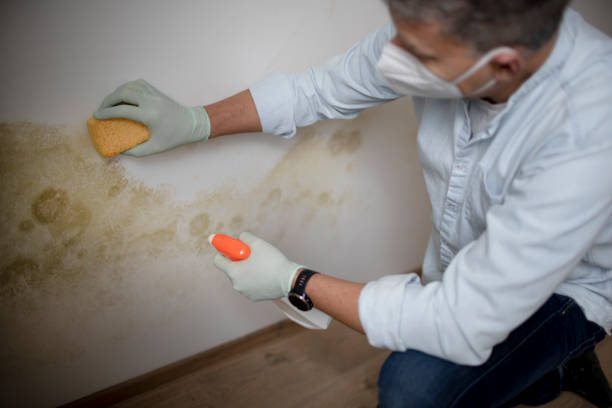 Trusted Dellwood, MO Mold Removal Experts