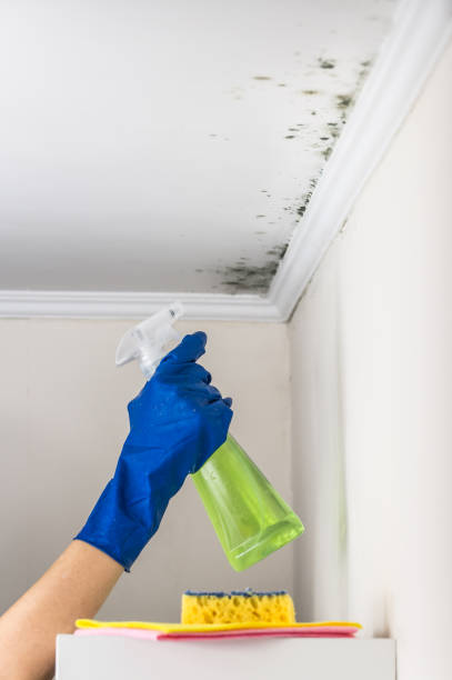 Best Commercial Mold Removal  in Dellwood, MO