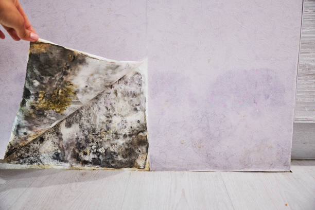 Best Mold Testing  in Dellwood, MO